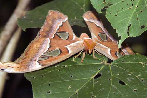 atlas moth singapore-AsiaPhotoStock