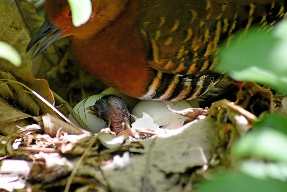 baby red legged crake nest-AsiaPhotoStock