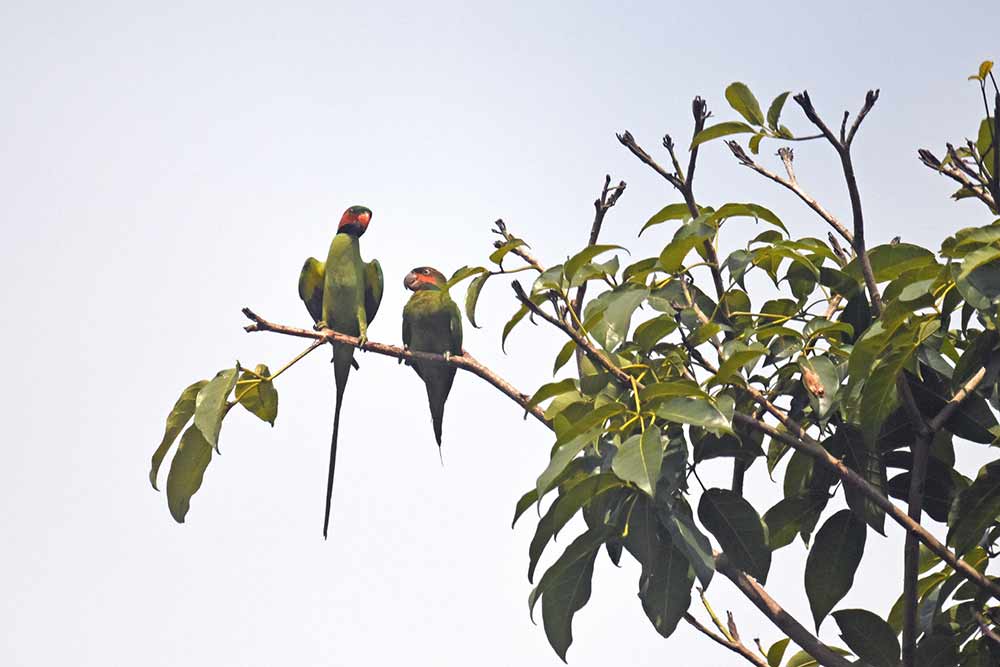 pair of parakeets-AsiaPhotoStock