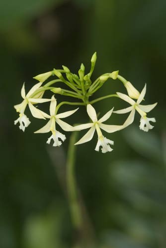 ipidendrum hybrid-AsiaPhotoStock