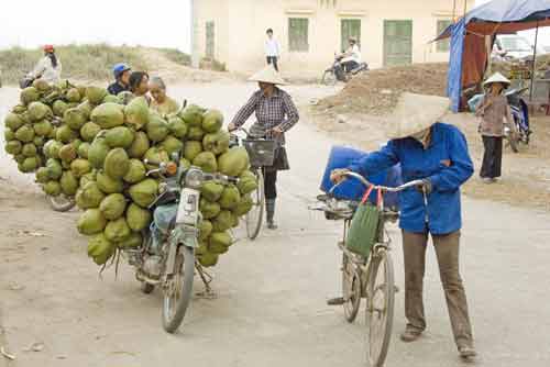 coconuts and bikes-AsiaPhotoStock