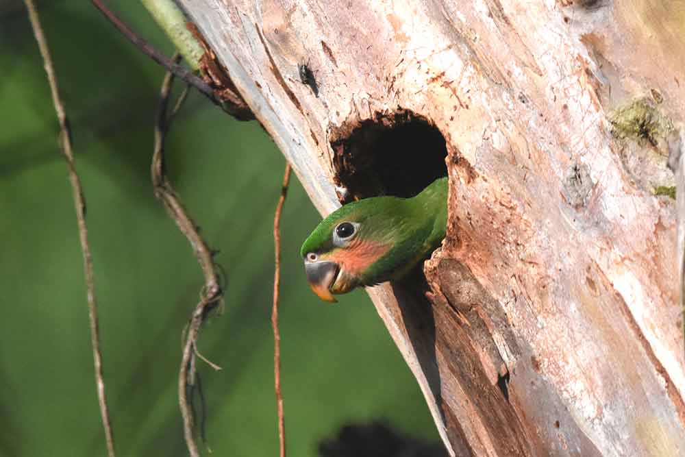 baby long tailed parakeet-AsiaPhotoStock
