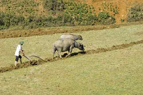 buffalo ploughing-AsiaPhotoStock