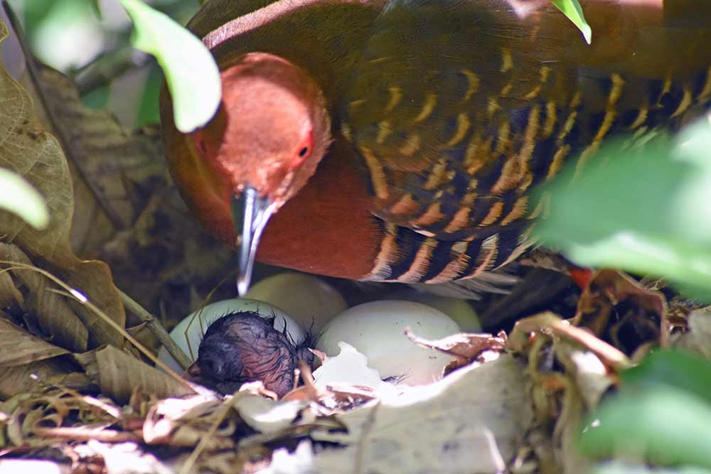 hatched red legged crake-AsiaPhotoStock