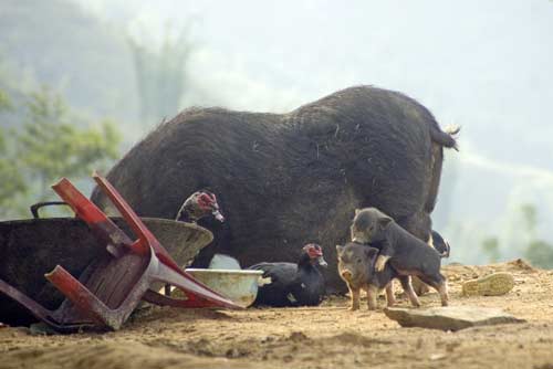 pigs-AsiaPhotoStock