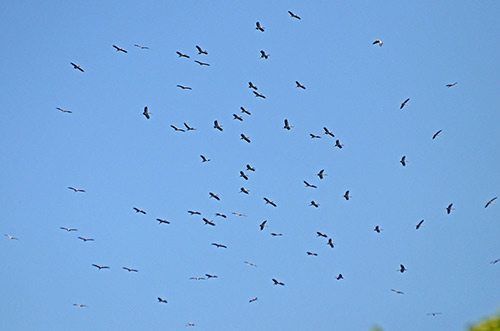 hundreds of open bill storks-AsiaPhotoStock