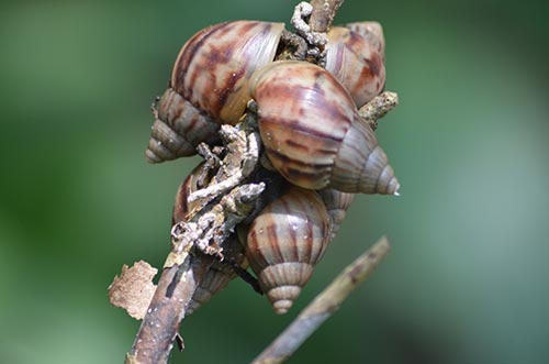african snails-AsiaPhotoStock