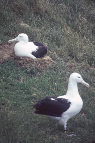 royal albatross at rest-AsiaPhotoStock