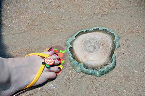 anemone pattay beach-AsiaPhotoStock