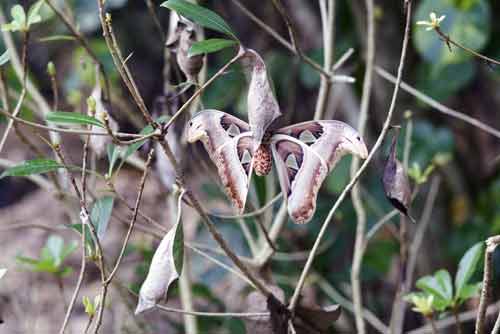 atlas moth and pupae-AsiaPhotoStock