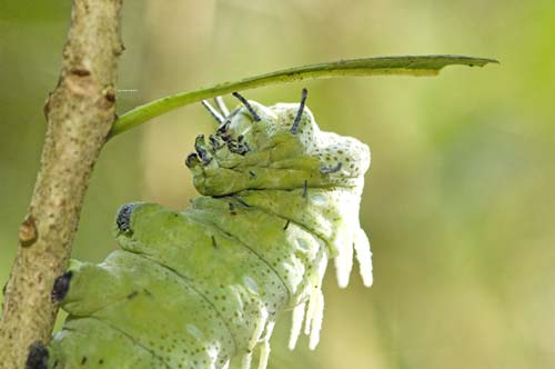 atlas moth caterpillar-AsiaPhotoStock