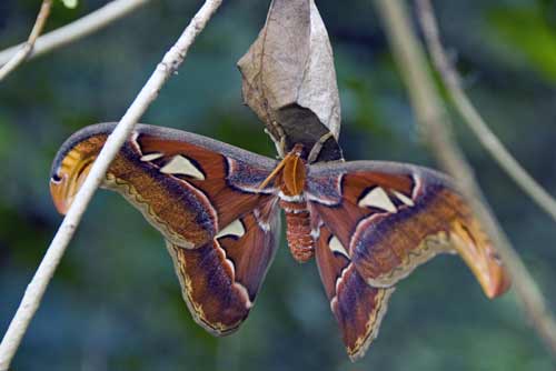 atlas moth hatches-AsiaPhotoStock