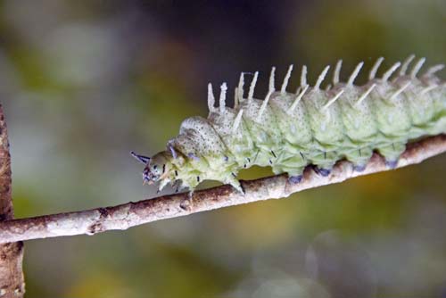 caterpillar_ atlas_moth-AsiaPhotoStock