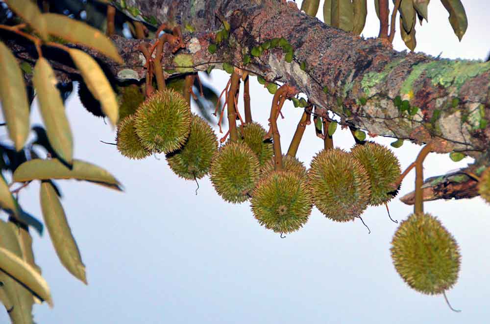 very small durians-AsiaPhotoStock