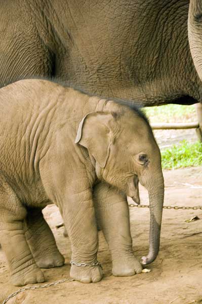 baby elephant-AsiaPhotoStock