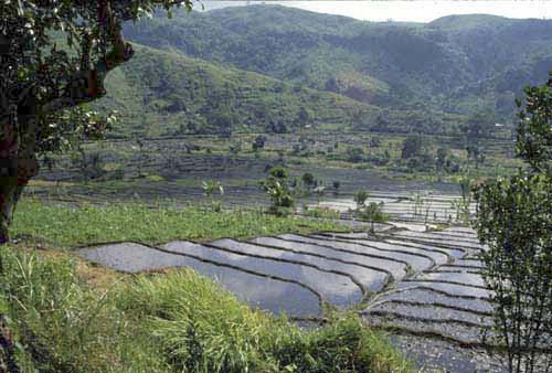 sulawesi rice terraces-AsiaPhotoStock