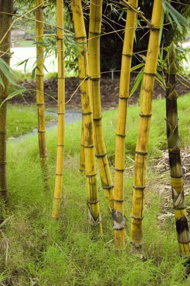 bamboo-AsiaPhotoStock