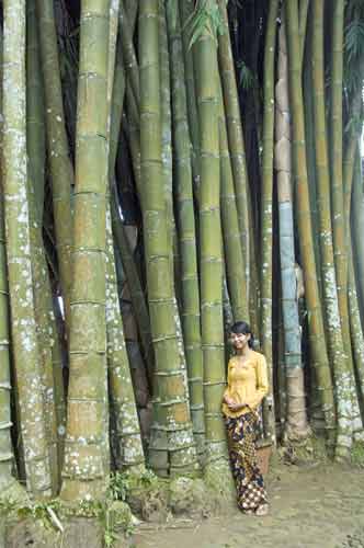bamboo losari-AsiaPhotoStock