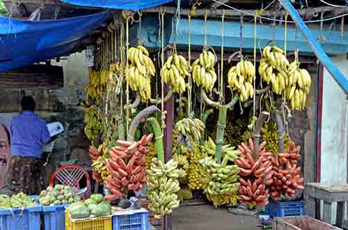 banana varieties-AsiaPhotoStock