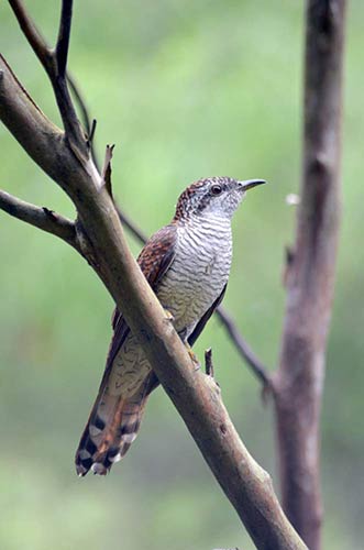 banded bay cuckoo-AsiaPhotoStock