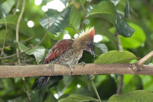 banded_woodpecker_male-AsiaPhotoStock