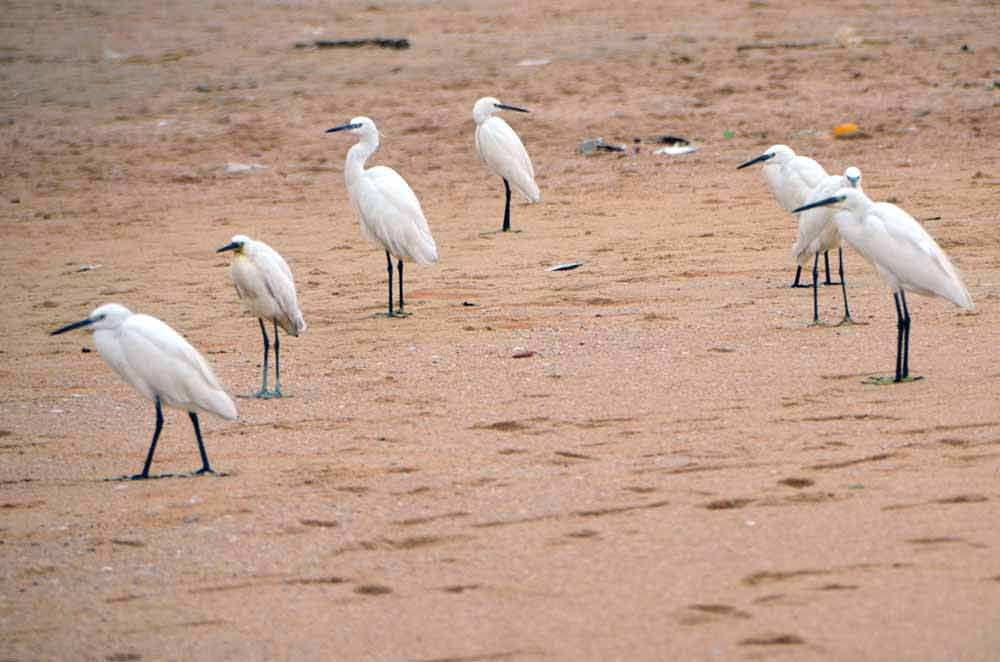 beach egrets kerala-AsiaPhotoStock