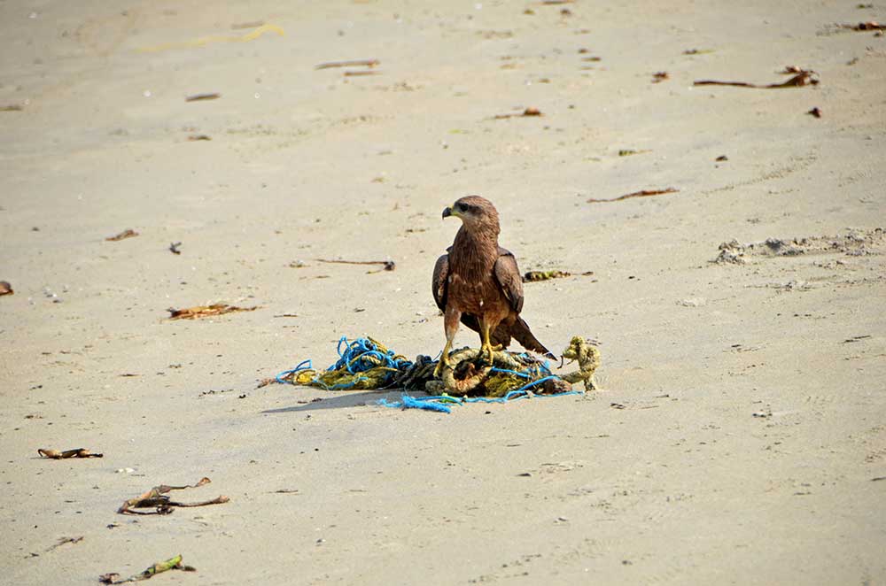 beach kite-AsiaPhotoStock