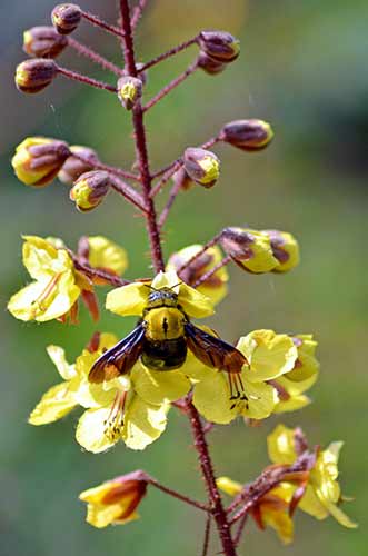 bee on yellow flower-AsiaPhotoStock