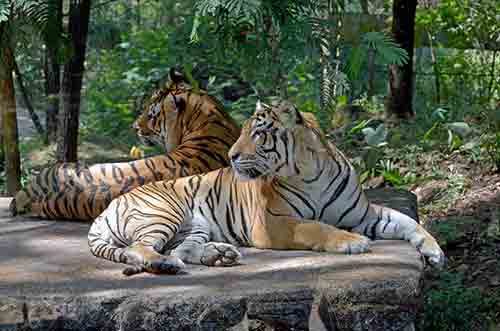 bengali tigers-AsiaPhotoStock