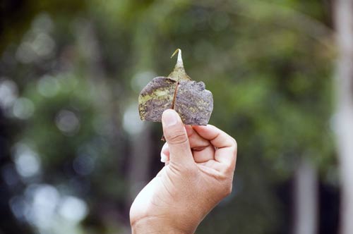 bhodi tree leaf-AsiaPhotoStock