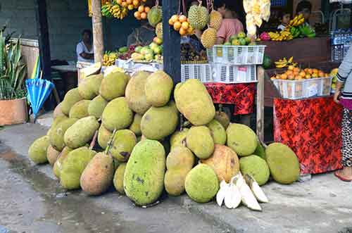 big jackfruit bali-AsiaPhotoStock