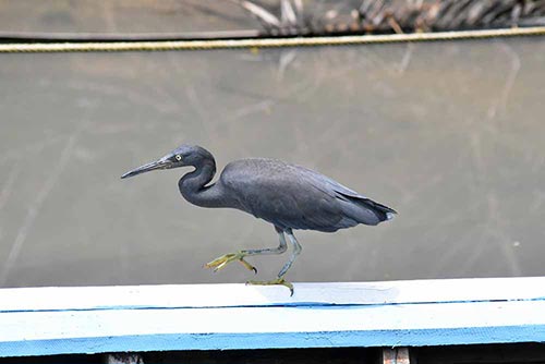 black egret phuket-asia photo stock