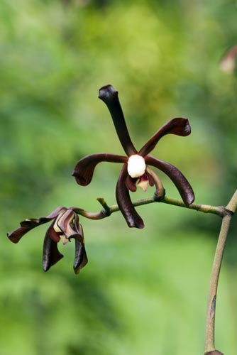 almost black orchid-AsiaPhotoStock