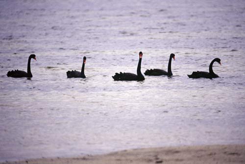 black swans-AsiaPhotoStock
