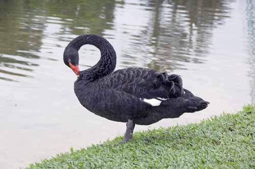 black swan-AsiaPhotoStock
