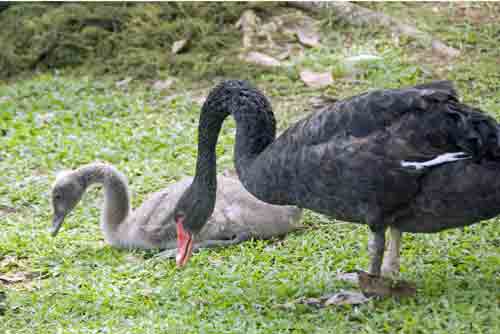 black swan and sygnet-AsiaPhotoStock