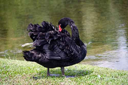 black swan singapore-AsiaPhotoStock