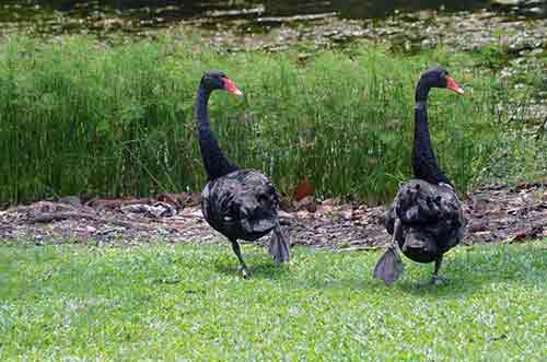 black swans singapore-AsiaPhotoStock