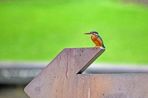 blue ear kingfisher-AsiaPhotoStock