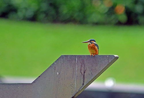 blue earred kingfisher-AsiaPhotoStock