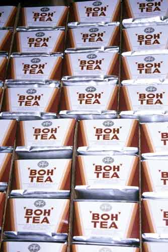 packets of boh tea-AsiaPhotoStock