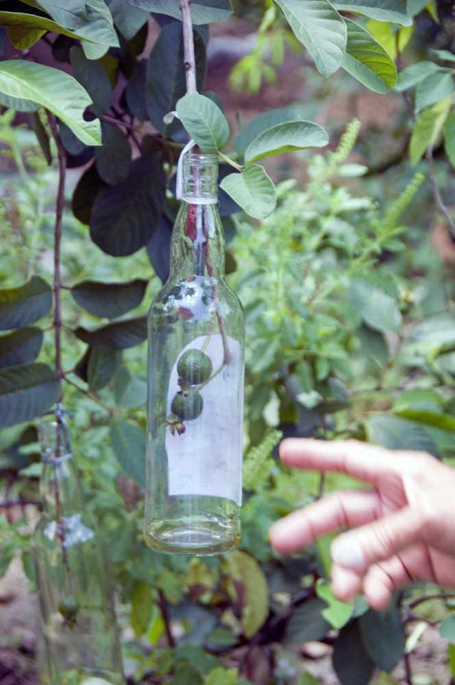 bottled fruit-AsiaPhotoStock