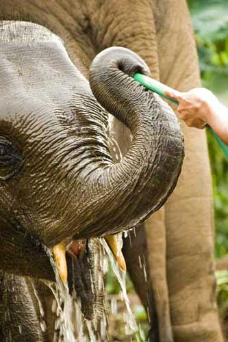 brushing elephant-AsiaPhotoStock