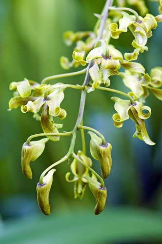 green yellow orchid-AsiaPhotoStock