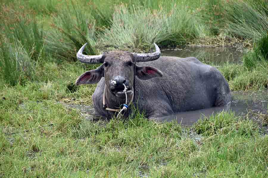 buffalo langkawi-AsiaPhotoStock