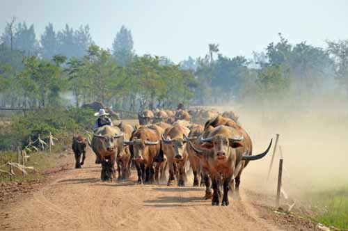 buffalo herd-AsiaPhotoStock