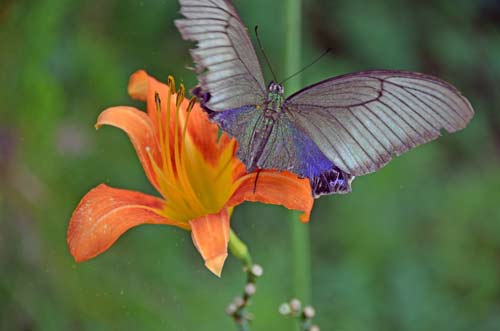 butterfly nampo-AsiaPhotoStock
