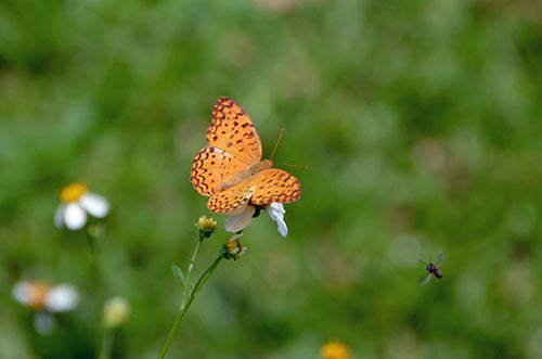 butterfly leopard-AsiaPhotoStock