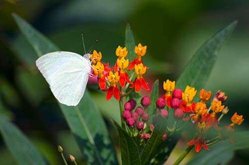 cabbage white butterflies-AsiaPhotoStock