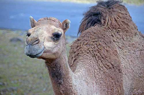 camel-AsiaPhotoStock